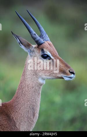 Porträtaufnahme eines jungen männlichen Impalas (Aepyceros melampus) im Amakhala Game Reserve, Eastern Cape, Südafrika. Nahaufnahme eines jungen männlichen Impalas Stockfoto