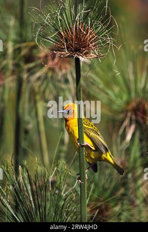 Männlicher Cape Weaver (Ploceus capensis) sitzt auf einem Schilfstiel Stockfoto