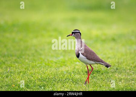 Krönender Kiebitz (Vanellus coronatus) auf einer Wiese in Cape St. Francis, Südafrika. Krönender Kiebitz auf einer Wiese in Cape St Stockfoto