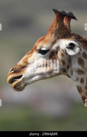 Porträt einer Giraffe (Giraffa camelopardalis) im Amakhala Game Reserve, Eastern Cape, Südafrika. Porträt einer Giraffe im Amakhala-Spiel Stockfoto