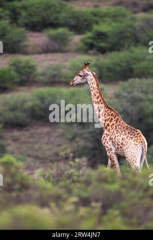 Giraffe (Giraffa camelopardalis) im Amakhala Game Reserve, Eastern Cape, Südafrika. Giraffe im Amakhala Game Reserve, Südafrika Stockfoto