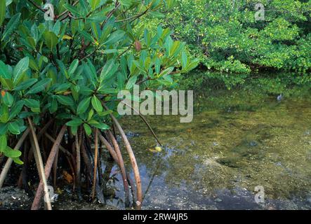 Red Mangrove, JN Ding Darling National Wildlife Refuge, Florida Stockfoto