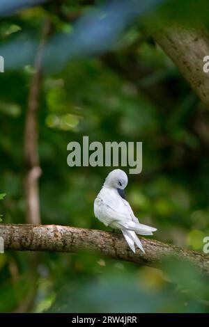 Weiße Seeschwalbe (Gygis alba) auf der Insel Seychellen Stockfoto