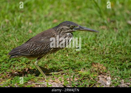 Streifenreiher (Butorides striata) auf einer Wiese auf Praslin, Seychellen Stockfoto