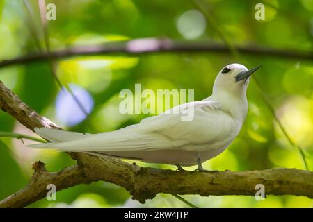 Weiße Seeschwalbe (Gygis alba) auf der Insel Seychellen Stockfoto