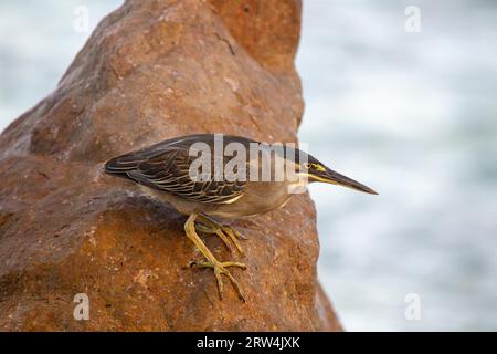 Streifenreiher (Butorides striata) sitzt auf einem Felsen an der Küste von Praslin auf den Seychellen Stockfoto