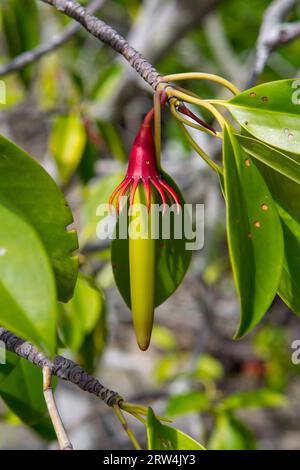 Frucht der Mangrovenbaum-großblättrigen Orange Mangrove (Bruguiera gymnorhiza) auf Curieuse, Seychellen Stockfoto