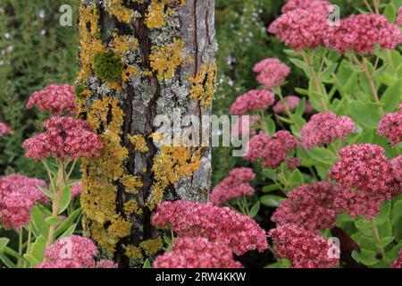 Baumstamm mit gelben Flechten, im Vordergrund rosa blühende Steinbrocken Stockfoto