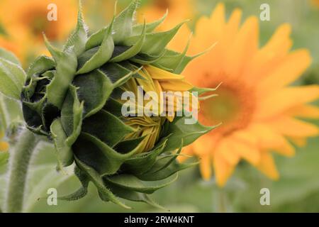 Sonnenblumen, offene und geschlossene Stockfoto