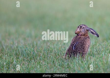 Europäischer Hase (Lepus europaeus), nach Prognosen lebten 2011 etwa 4 Millionen Tiere in Deutschland (Foto Braunhase nach Regenschauer) Stockfoto