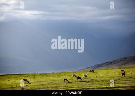 Schafherde, die in den Bergen weiden. Tien Shan, Kirgisistan Stockfoto