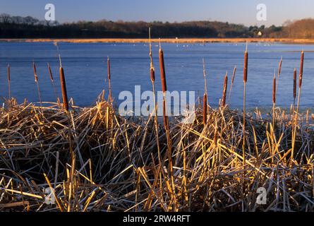 Rohrkolben am oberen Pool entlang Dike Trail, Great Meadows National Wildlife Refuge, Massachusetts Stockfoto