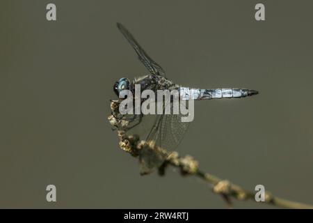 Big Blue Arrow sitzt auf einem Ast, Black-Tailed Skimmer sitzt auf einem Ast Stockfoto