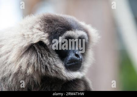 Eine silbrige Gibbon starrt in die Ferne Stockfoto