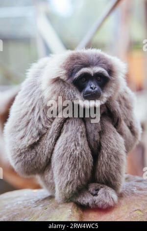 Ein silbriger Gibbon starrt in die Ferne, hoch in einem Baum Stockfoto