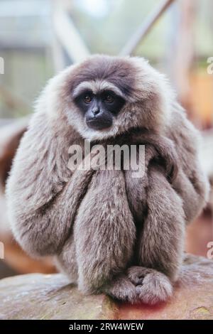 Ein silbriger Gibbon starrt in die Ferne, hoch in einem Baum Stockfoto