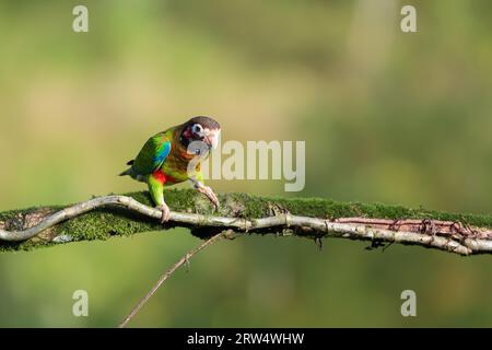 Braun mit Kapuze Papagei sitzt auf einem Zweig in Costa Rica Stockfoto