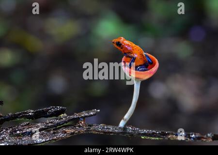 Blaue Jeans Dart Frosch in Costa Rica sitzt in einem Pilz Kappe Stockfoto