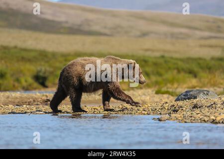 Alaskan Braunbär (Grizzlybär), der am Flussufer, Moraine Creek und Katmai National Park entlang läuft Stockfoto