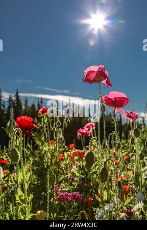 Nahaufnahme von bunten Wildblumen mit Sonnenlicht, Kenai Peninsula, Alaska Stockfoto