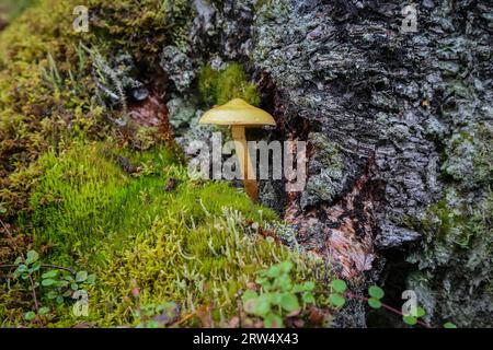 Isolierte Pilze im Wald, eingebettet zwischen Moos und einem Baumstamm, Russian River Falls Trail, Aras Stockfoto