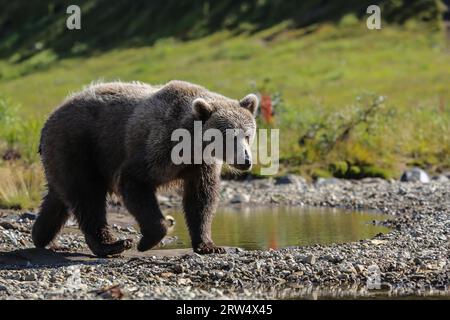 Nahaufnahme eines alaskischen Braunbären (Grizzlybären), der am Flussufer, Moraine Creek, Katmai, spaziert Stockfoto