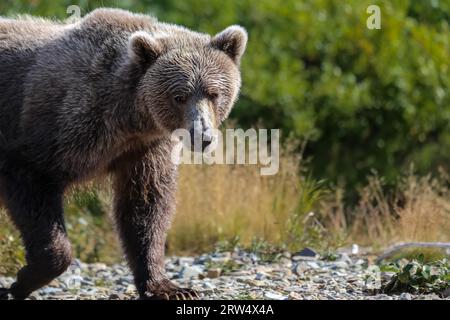 Nahaufnahme eines alaskischen Braunbären (Grizzlybären), der am Flussufer, Moraine Creek, Katmai, spaziert Stockfoto