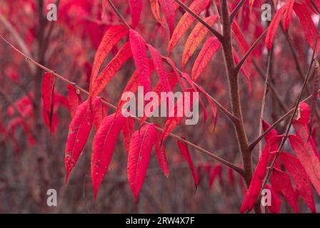 Herbstsumac Leaves, Norwottuck Rail Trail State Park, Massachusetts Stockfoto