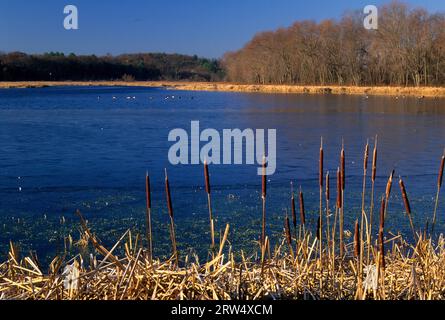 Rohrkolben am oberen Pool entlang Dike Trail, Great Meadows National Wildlife Refuge, Massachusetts Stockfoto