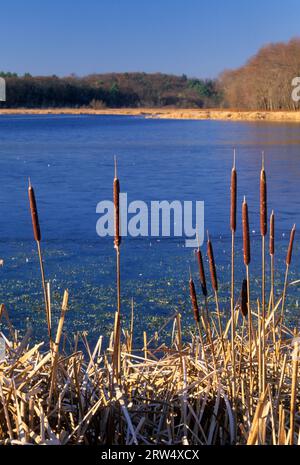 Rohrkolben am oberen Pool entlang Dike Trail, Great Meadows National Wildlife Refuge, Massachusetts Stockfoto