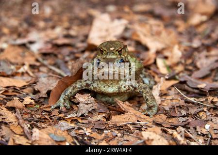 Krötenwanderung zum See im Wald Stockfoto