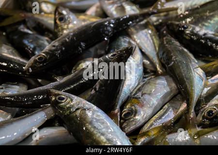 Frischer roher Fisch auf dem Fischmarkt in Lagos, Portugal Stockfoto