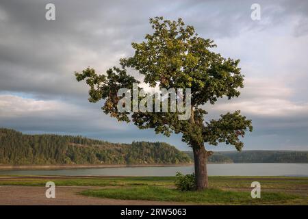 Die Bleilochtalsperre ist ein Damm in Thüringen, der die Saale einsperrt. Er ist nach den Bleilöchern benannt, die sich dort vor dem Damm befanden Stockfoto