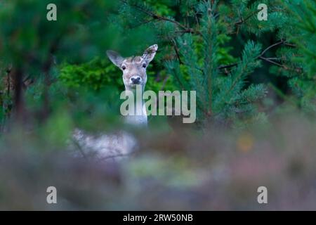 Ich war von dieser Begegnung mit einem Damhirsch (Dama dama) im Osten Schwedens nicht ein wenig überrascht, leider waren diese Tiere sehr schüchtern und Stockfoto