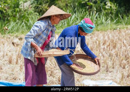 Ubud, Indonesien, 4. September: Ein nicht identifizierter Reisbauer arbeitet an einem heißen sonnigen Nachmittag in der Nähe von Ubud, Bali, Indonesien Stockfoto