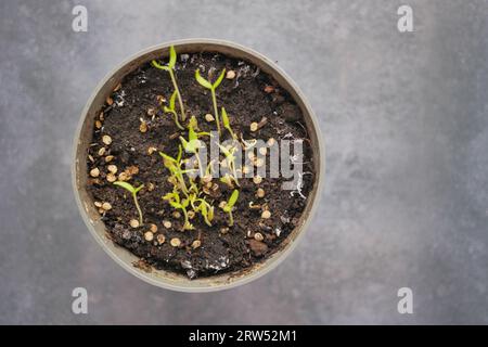 Geben Sie kleine Samen von heißem Pfeffer in einen Topf mit Erde Stockfoto