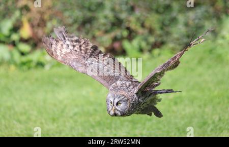 Great Grey Owl fliegt im Wald, Quebec, Kanada Stockfoto