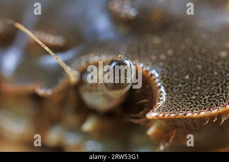 Zusammengesetzte Augen von Flusskrabben, Makrofotos Stockfoto