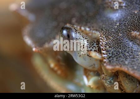 Zusammengesetzte Augen von Flusskrabben, Makrofotos Stockfoto
