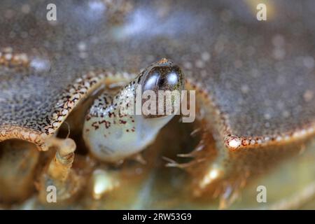 Zusammengesetzte Augen von Flusskrabben, Makrofotos Stockfoto