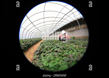 LUANNAN COUNTY, China - 29. März 2021: Bauern sammeln Süßkartoffelsämlinge in Gewächshäusern Stockfoto