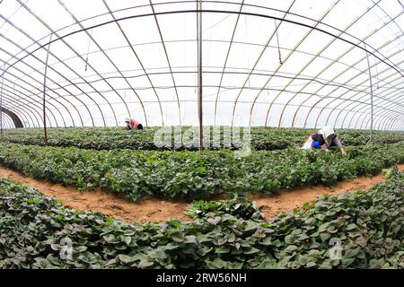 LUANNAN COUNTY, China - 29. März 2021: Bauern sammeln Süßkartoffelsämlinge in Gewächshäusern Stockfoto