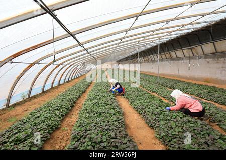 LUANNAN COUNTY, China - 29. März 2021: Bauern sammeln Süßkartoffelsämlinge in Gewächshäusern Stockfoto