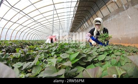 LUANNAN COUNTY, China - 29. März 2021: Bauern sammeln Süßkartoffelsämlinge in Gewächshäusern Stockfoto