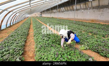 LUANNAN COUNTY, China - 29. März 2021: Bauern sammeln Süßkartoffelsämlinge in Gewächshäusern Stockfoto