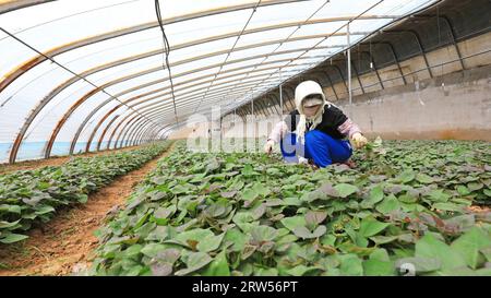 LUANNAN COUNTY, China - 29. März 2021: Bauern sammeln Süßkartoffelsämlinge in Gewächshäusern Stockfoto