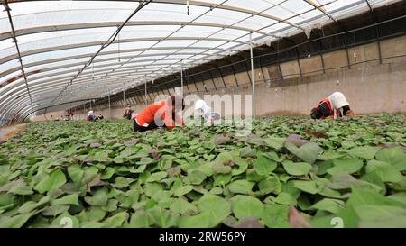 LUANNAN COUNTY, China - 29. März 2021: Bauern sammeln Süßkartoffelsämlinge in Gewächshäusern Stockfoto