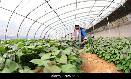 LUANNAN COUNTY, China - 29. März 2021: Bauern sammeln Süßkartoffelsämlinge in Gewächshäusern Stockfoto