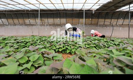 LUANNAN COUNTY, China - 29. März 2021: Bauern sammeln Süßkartoffelsämlinge in Gewächshäusern Stockfoto