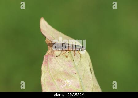 Weibliche Doppelpunkt-Centurion Soldier Fly (sargus bipunctatus) auf einem Blatt. Unterfamilie Sarginae. Familie Soldierflies (Stratiomyidae). Holländischer Garten. Stockfoto